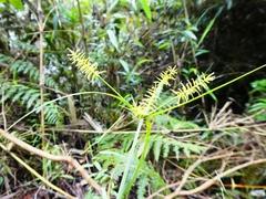 Cyperus aggregatus