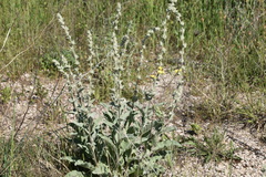 Verbascum undulatum