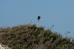Oenanthe cypriaca