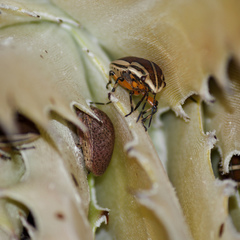 Agonosoma flavolineatum