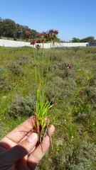 Juncus cephalotes