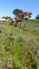 Juncus cephalotes