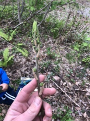 Smilax riparia