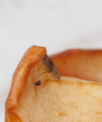 Drosophila immigrans