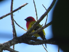 Piranga rubriceps