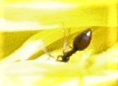Prenolepis imparis