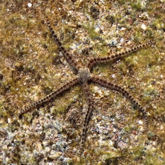Ophiocoma scolopendrina