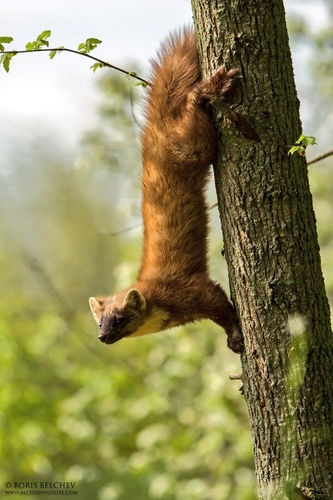 Eurasian Pine Marten