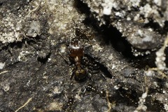 Pheidole capensis
