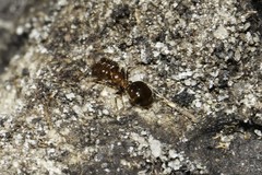 Pheidole capensis