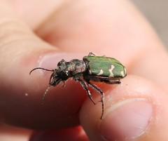 Cicindela soluta
