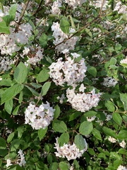 Viburnum carlesii