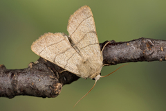 Charanyca trigrammica