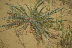 Astragalus dolichophyllus