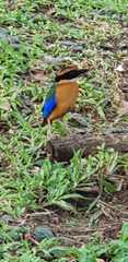 Pitta moluccensis