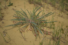 Astragalus dolichophyllus
