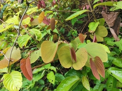 Phanera aureifolia