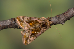 Autographa jota