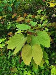 Phanera aureifolia