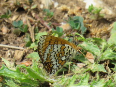 Melitaea cinxia