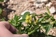 Trigonella esculenta