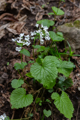 Pachyphragma macrophyllum