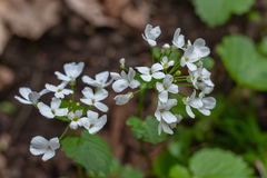 Pachyphragma macrophyllum