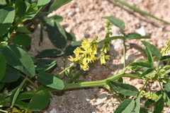 Trigonella esculenta
