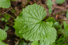 Pachyphragma macrophyllum