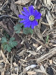 Anemonoides apennina