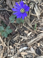 Anemonoides apennina