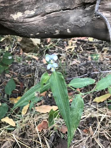 Commelina petersii (Commelina petersii)