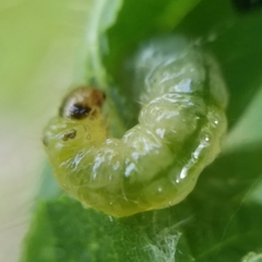 Pantographa limata