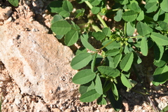 Trigonella esculenta