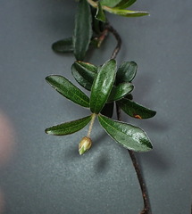 Billardiera ovalis