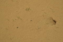 Phrynocephalus mystaceus