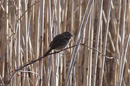 Song Sparrow photographed in Delaware