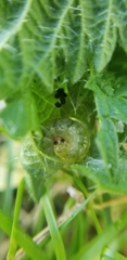 Pantographa limata
