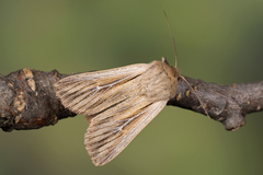 Leucania comma