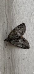 Hydriomena transfigurata
