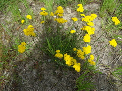 Achillea tomentosa