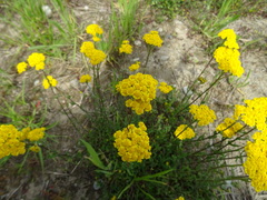 Achillea tomentosa