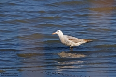 Chroicocephalus genei