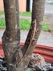 Anolis sagrei