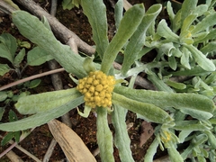 Pseudognaphalium affine