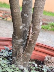 Anolis sagrei