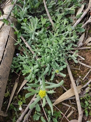Pseudognaphalium affine