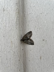 Hydriomena transfigurata