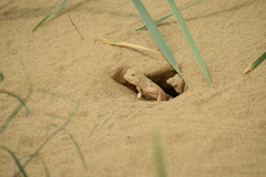 Phrynocephalus mystaceus