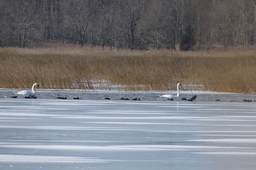 American Coot photographed in Delaware